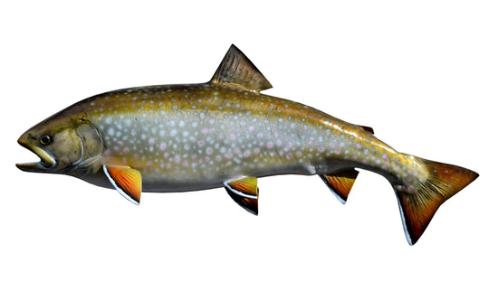 23-INCH DOLLY VARDEN CHAR