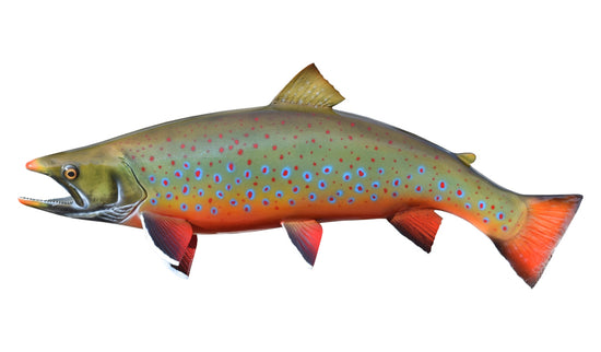 25-INCH DOLLY VARDEN CHAR