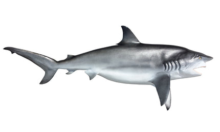 122-INCH DUSKY SHARK