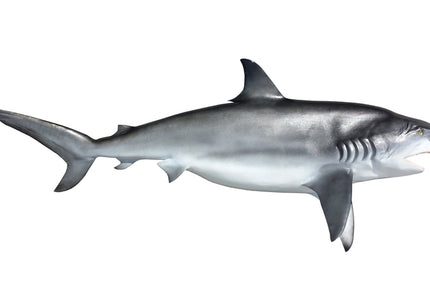 Collection image for: SHARK, DUSKY