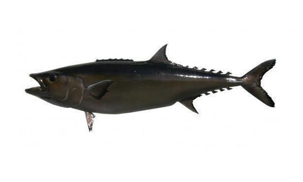 78-INCH ESCOLAR