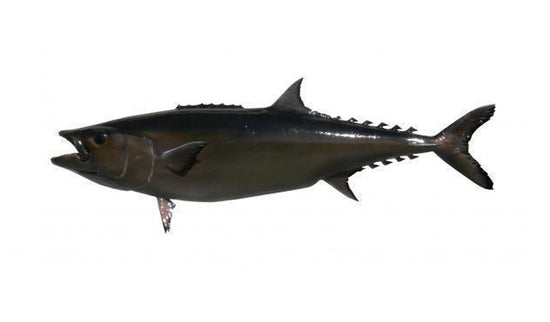 78-INCH ESCOLAR