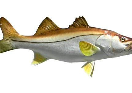 Collection image for: SNOOK, FAT