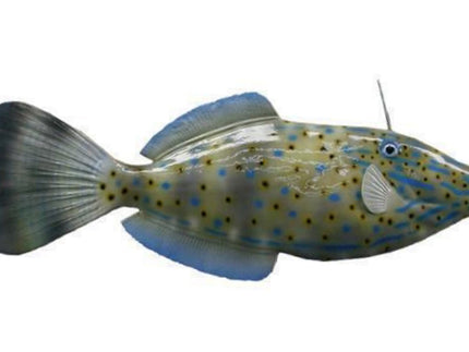 Collection image for: FILEFISH