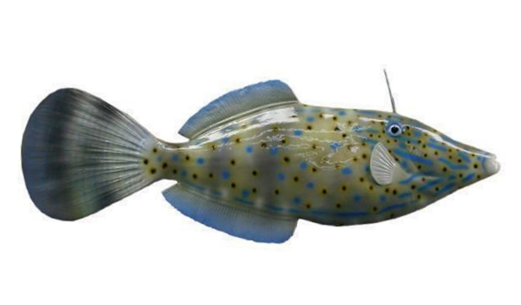 19-Inch Filefish Fish Mount | King Sailfish Mounts