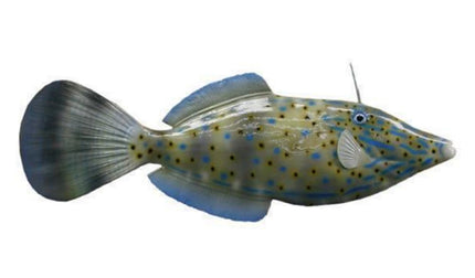 19-INCH FILEFISH