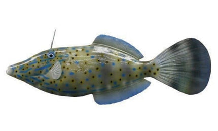 25-INCH FILEFISH