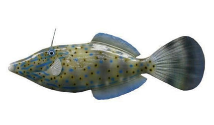 25-INCH FILEFISH