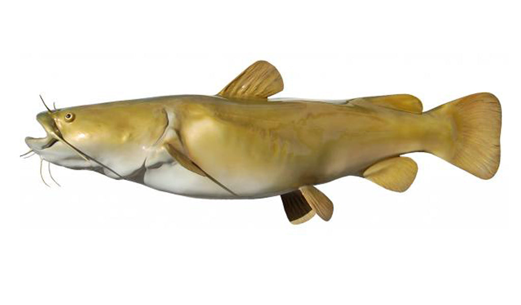 Ct 46 Inch Fish 46-Inch Flathead Catfish Fish Mount | King Sailfish Mounts