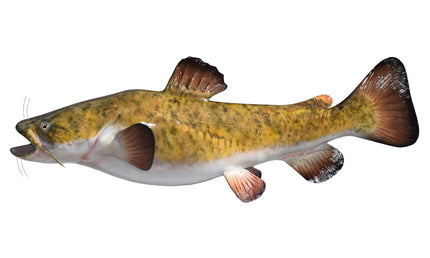 49-INCH FLATHEAD CATFISH