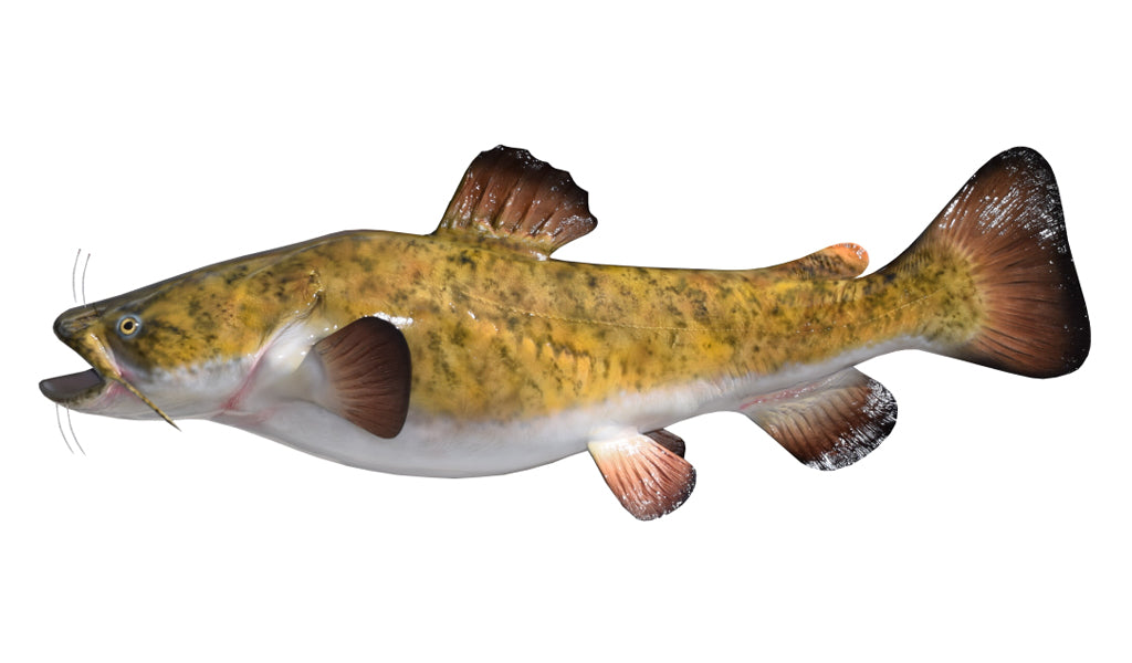 49-Inch Flathead Catfish Fish Mount King Sailfish Mounts