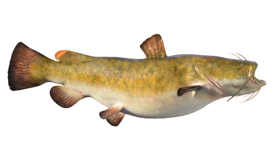 61-INCH FLATHEAD CATFISH