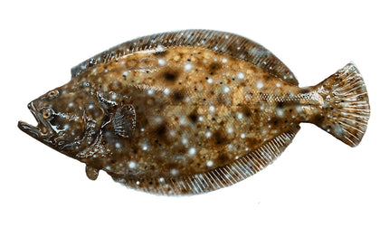 16-INCH FLOUNDER