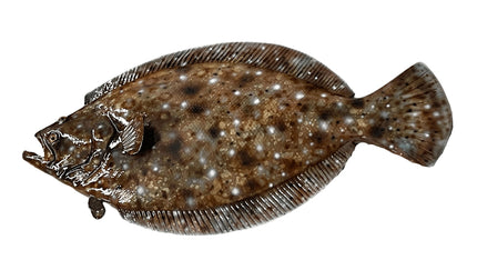 19-INCH FLOUNDER