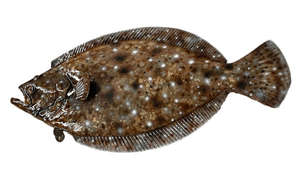 21-INCH FLOUNDER