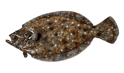 21-INCH FLOUNDER