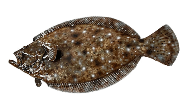 FlounderFishMounts_21-