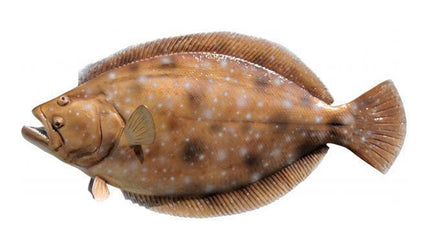 24-INCH FLOUNDER