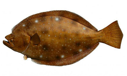 32-INCH FLOUNDER