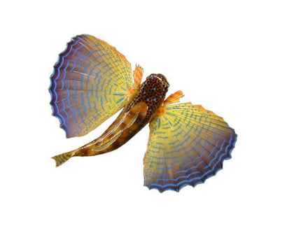 Collection image for: FLYING GURNARD