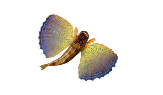 17-INCH FLYING GURNARD