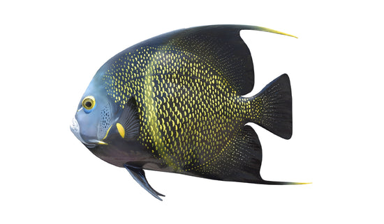 13-INCH FRENCH ANGELFISH