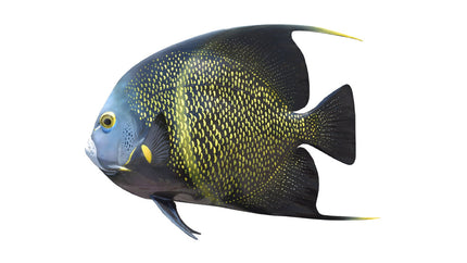 13-INCH FRENCH ANGELFISH