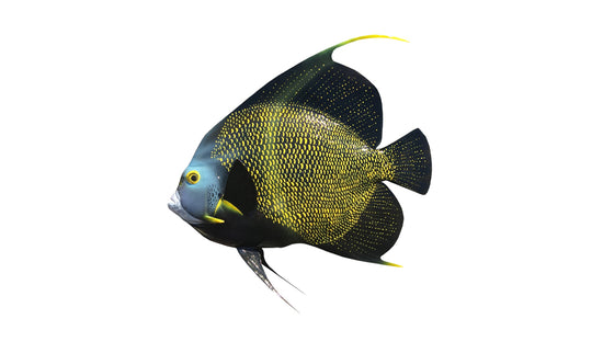 18-INCH FRENCH ANGELFISH