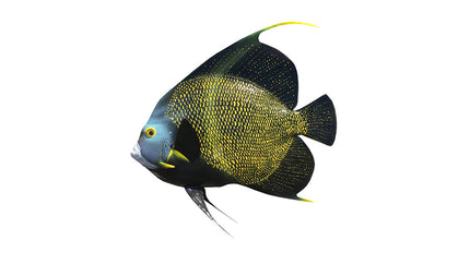18-INCH FRENCH ANGELFISH