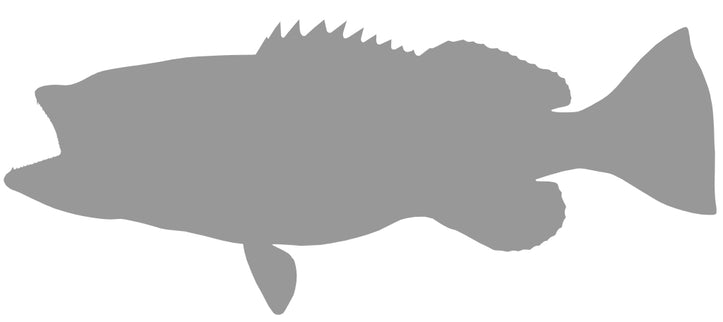 43-INCH GAG GROUPER BLANK, STANDARD