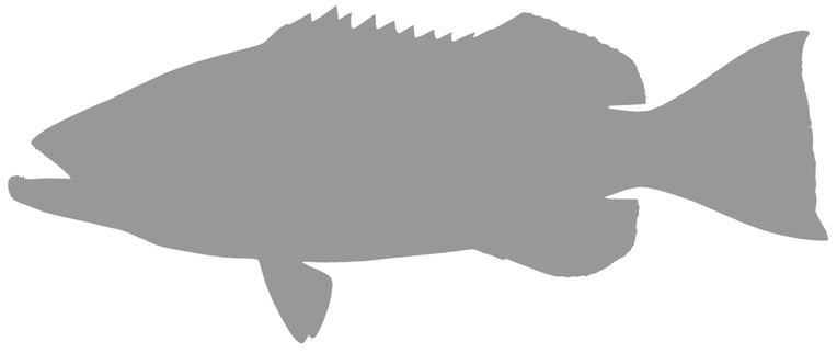 44-INCH GAG GROUPER BLANK, STANDARD