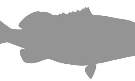 46-INCH GAG GROUPER BLANK, STANDARD