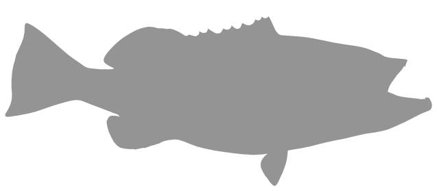 46-INCH GAG GROUPER BLANK, STANDARD