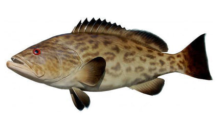 32-INCH GAG GROUPER