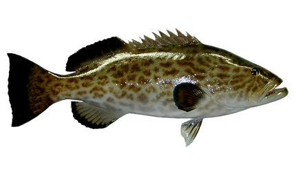 38-INCH GAG GROUPER