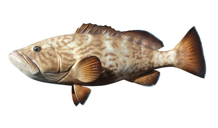 40-INCH GAG GROUPER