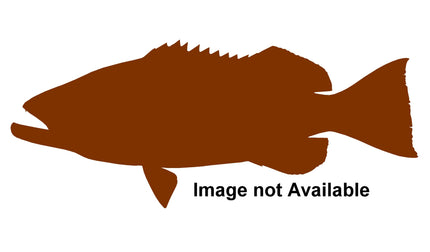 43-INCH GAG GROUPER