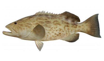 44-INCH GAG GROUPER