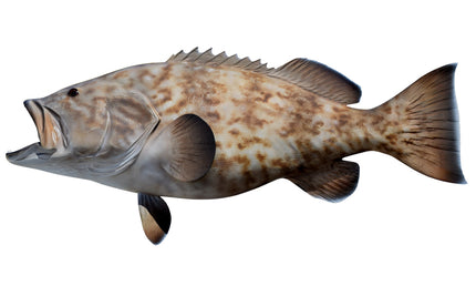 48-INCH GAG GROUPER