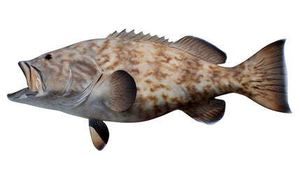 48-INCH GAG GROUPER