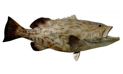 52-INCH GAG GROUPER