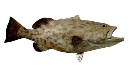 52-INCH GAG GROUPER