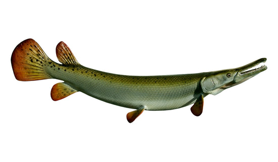55-INCH GAR (ALLIGATOR)