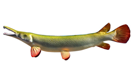 65-INCH GAR (ALLIGATOR)