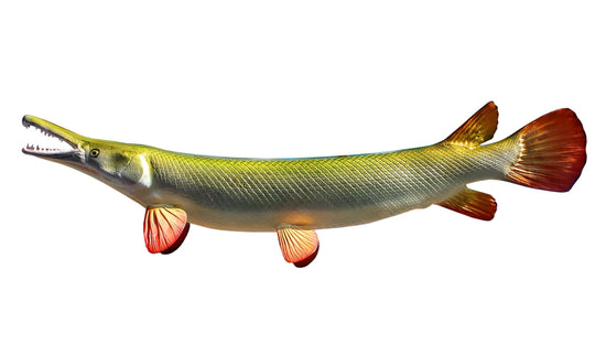 65-INCH GAR (ALLIGATOR)