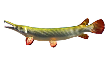 65-INCH GAR (ALLIGATOR)