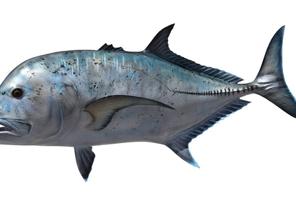 Collection image for: TREVALLY, GIANT