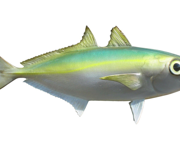 10-INCH GOGGLE EYE BAITFISH MOUNT (R)