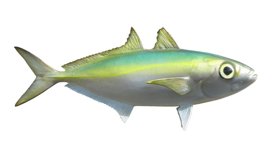 10-INCH GOGGLE EYE BAITFISH MOUNT (R)