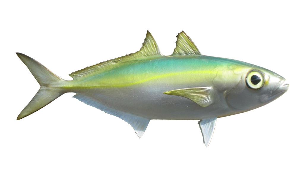 goggle eye bait Replica 10-Inch Goggle Eye Baitfish Mount | King Sailfish Mounts